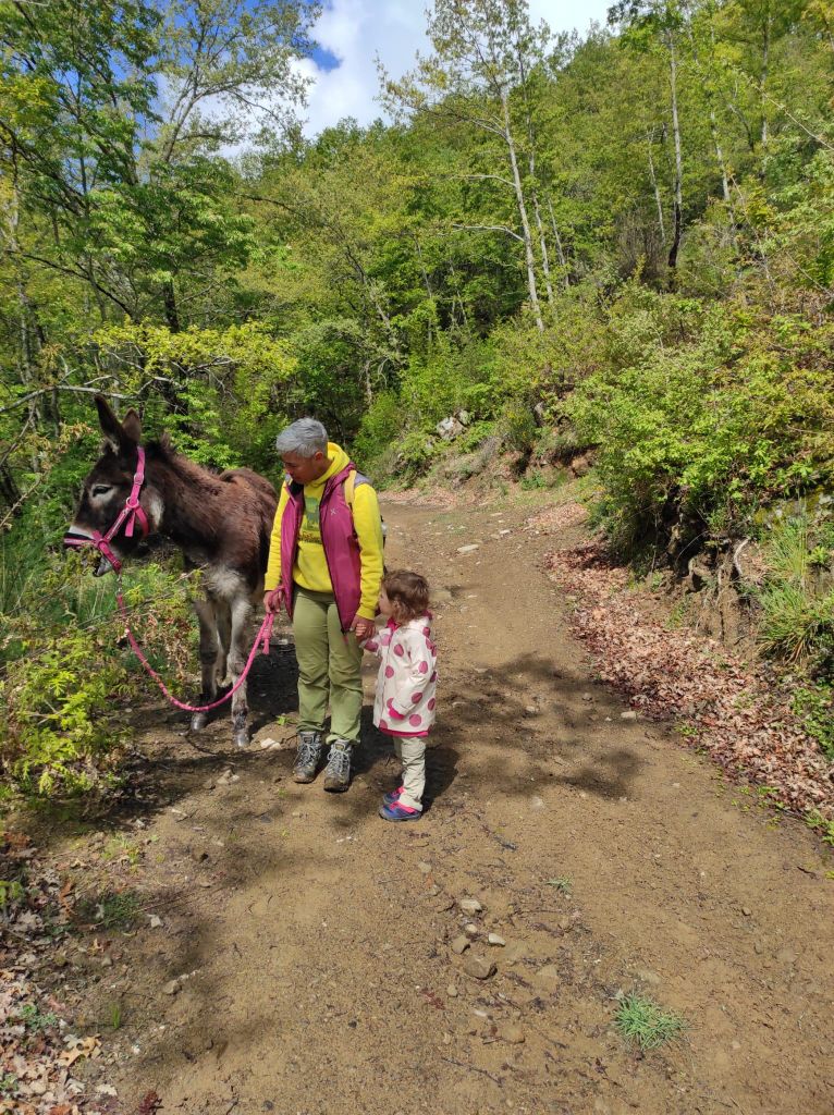 Von Arezzo: geführte Esel-Trekking-Tour in Alpe di Poti