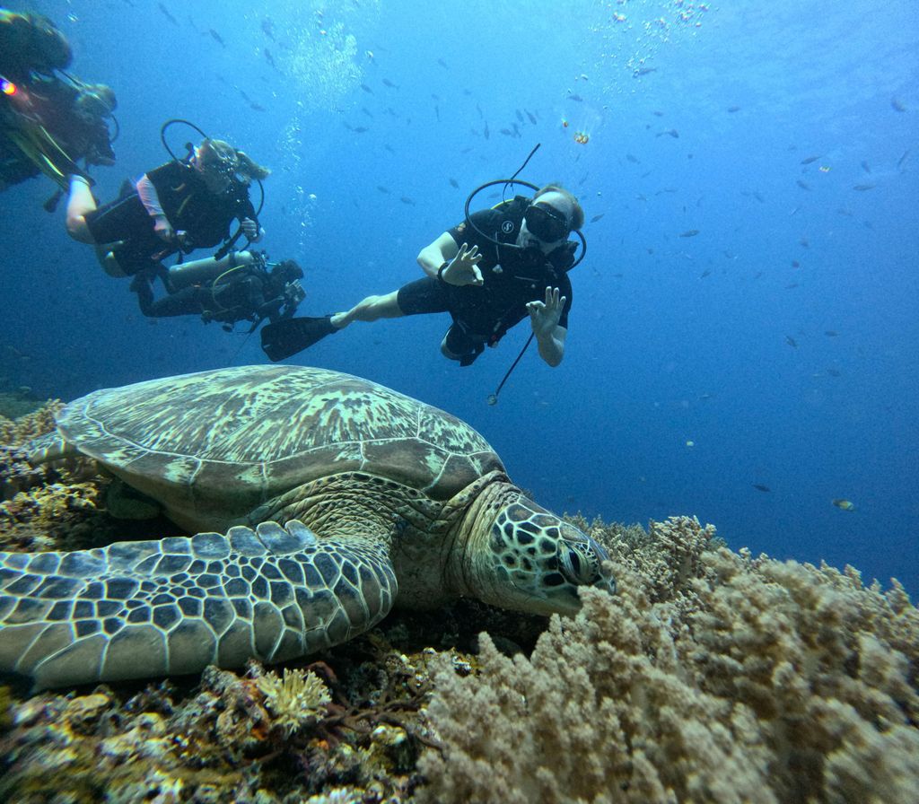 Entdecke das Tauchen im Norden von Mauritius