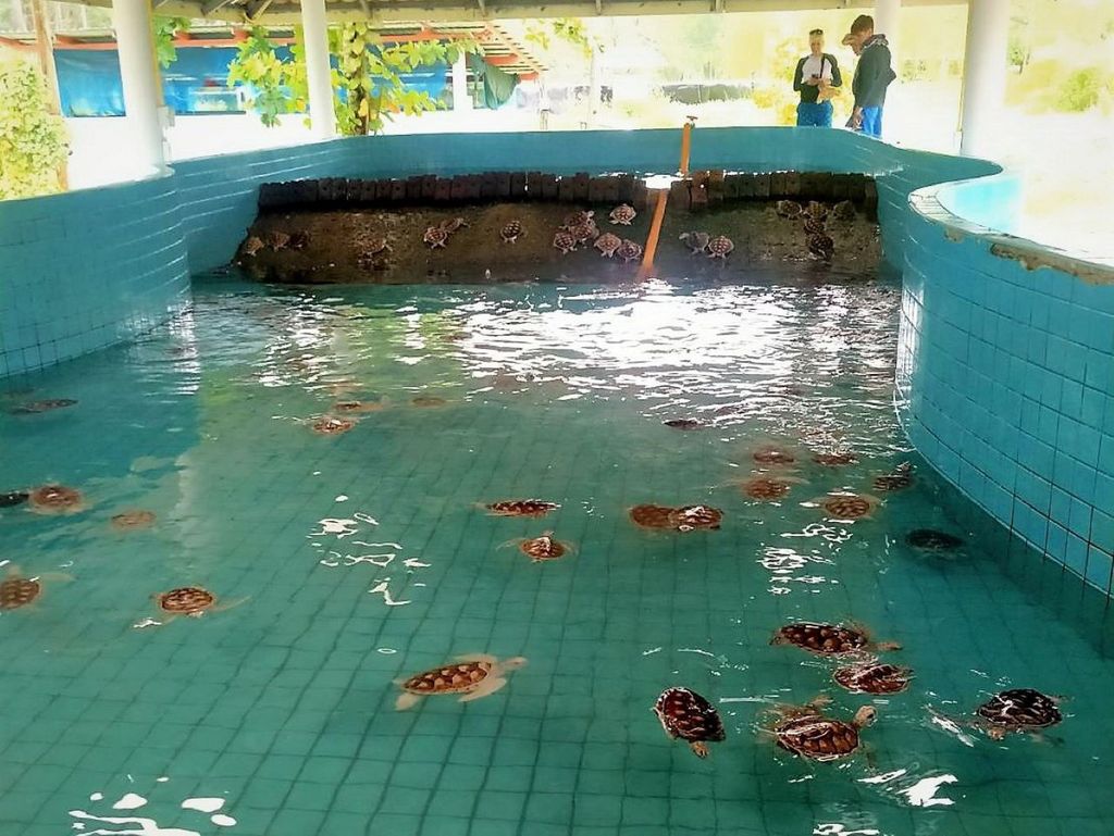 Phuket: Schildkröten, Rafting & Elefanten – private ethische Tour