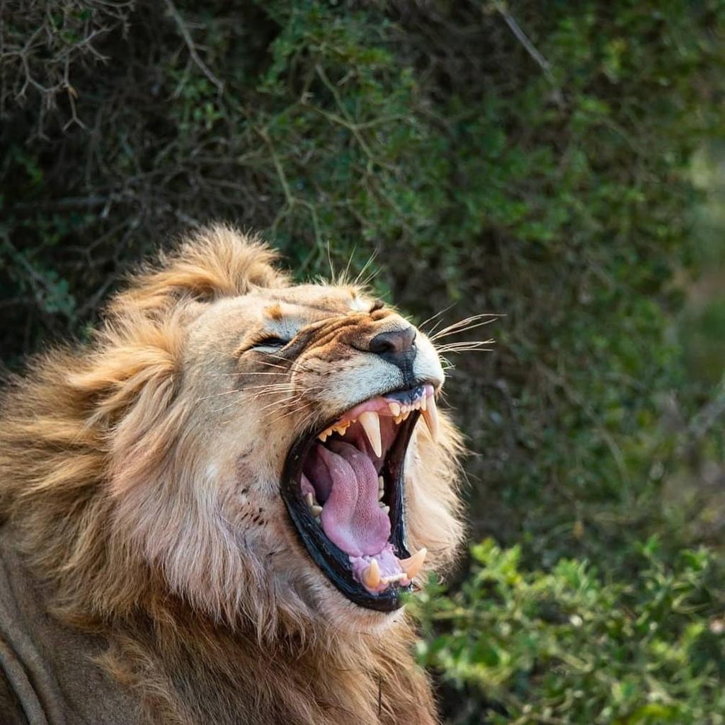 Addo-Elefanten-Nationalpark: Ganztägige Safari mit Braai-Mittagessen
