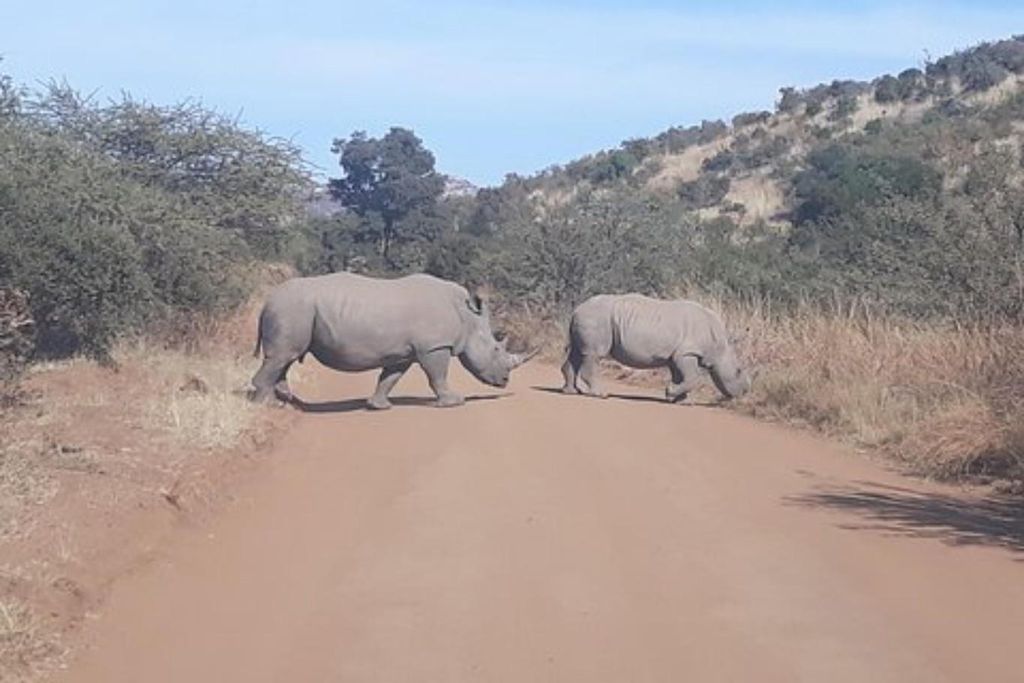 Krüger Nationalpark Tour 4Tage-3Nächte (offenes Safarifahrzeug)