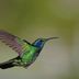 Die Kolibris gehören zu den kleinsten Vogelarten der Welt