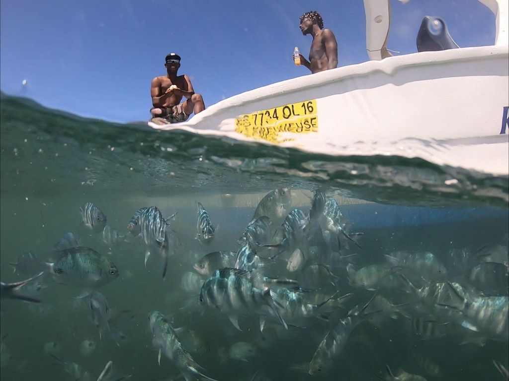 La Preneuse: Delfinbeobachtung und Schnorcheln Speedboat Tour