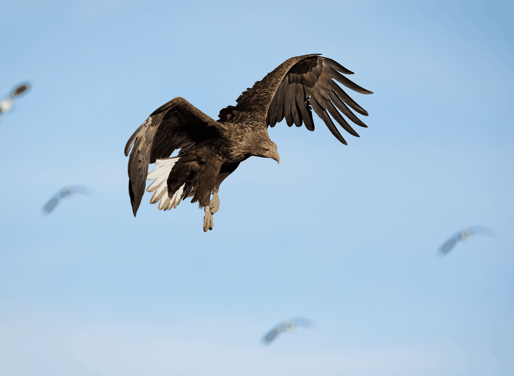 Lofoten: Sonnenuntergangsfahrt mit Seeadlern