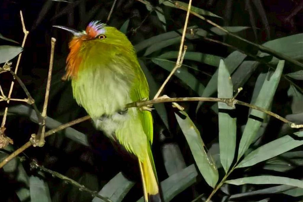 Khaosok: Bambusrohr-Kochen, Tag- und Nacht-Wildtier-Erlebnis