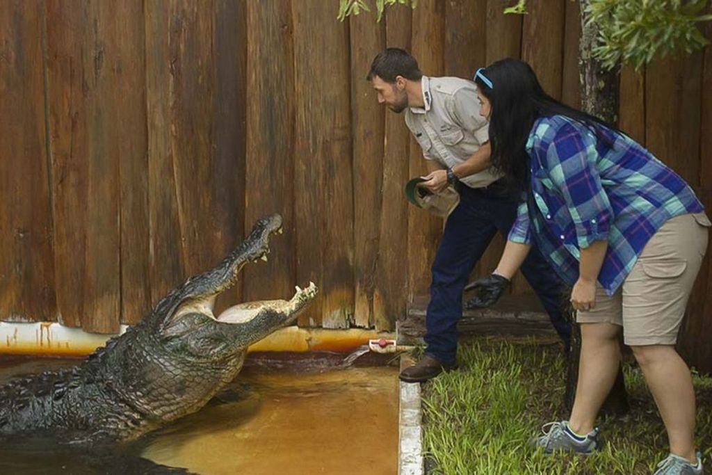 Orlando: Gatorland Interaktive Tour mit Tiertrainer