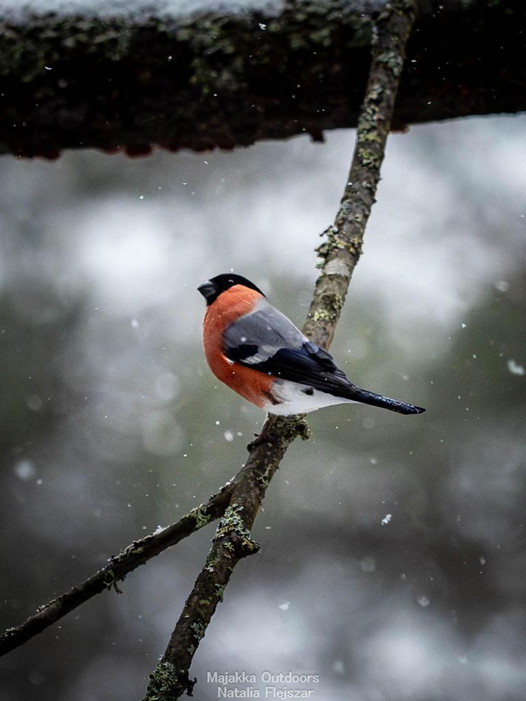 Oulu: Hietasaari-Wildtierwanderung mit Naturführer zu jeder Jahreszeit