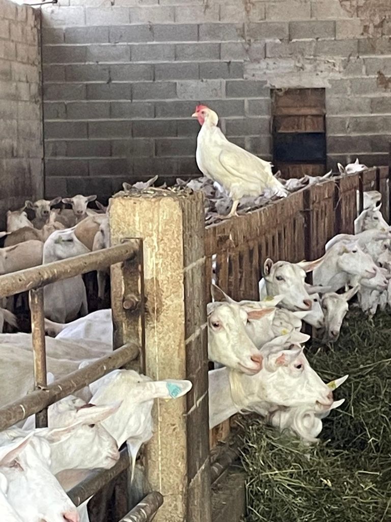 Private Tour durch die Alpilles: Saint-Rémy-de-Provence & Les Baux-de-Provence