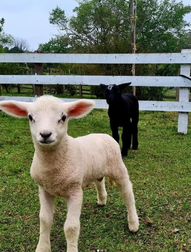 Porto Alegre: Tag auf dem Land, Tier-Tour & Gaúcho-Snack